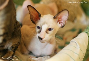 IMG_9036_500_Mandarin