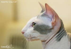 IMG_9113_500_Kapelka