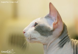IMG_9115_500_Kapelka