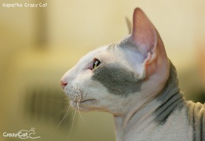 IMG_9116_500_Kapelka
