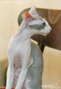 IMG_9118_300_Kapelka