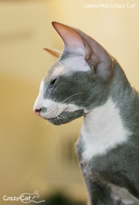 IMG_9145_300_Lapochka