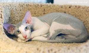 IMG_9196_500_Kapelka
