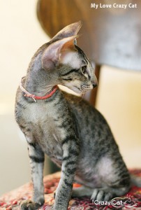 IMG_9216_300_My Love