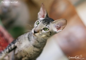 IMG_9532_500_My Joy