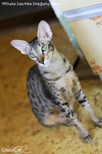 IMG_9557_300_Mitsuko