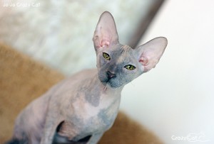 IMG_9628_500_Jo-Jo