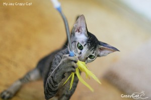 IMG_9765_500_My Joy