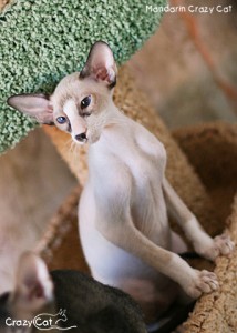 IMG_9828_300_Mandarin
