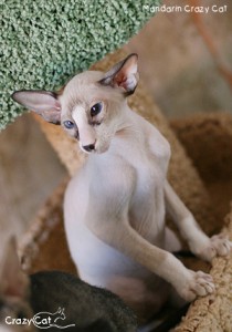 IMG_9831_300_Mandarin
