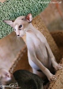 IMG_9833_300_Mandarin