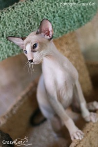 IMG_9840_300_Mandarin
