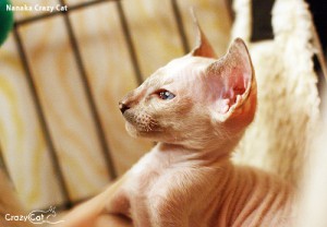IMG_9958_500_Nanaka