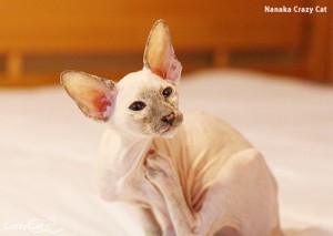 IMG_9990_500_Nanaka