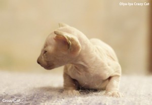 olya-lya6_500