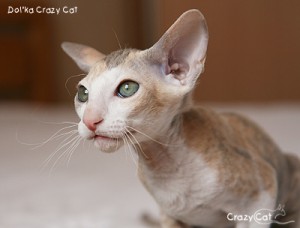 IMG_6232_400