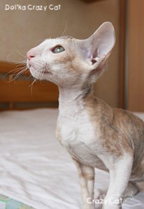 IMG_6245_240