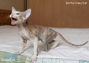 IMG_6266_400