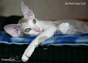 IMG_6395_400