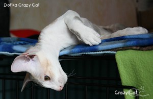 IMG_6409_400