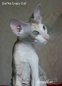 IMG_6431_240