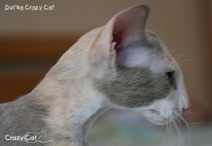 IMG_6802_400