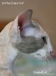 IMG_6804_240