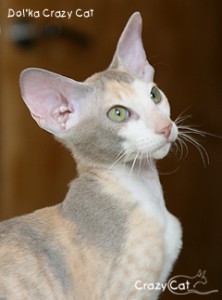 IMG_6814_240