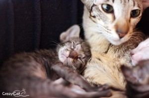 IMG_2014_500_male1