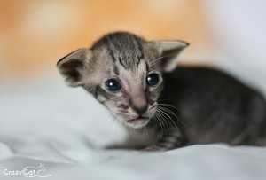 IMG_2048_500_male2