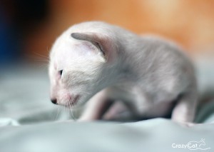 IMG_2082_500_sia