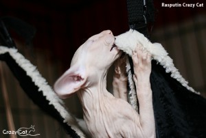 IMG_2328_500_Rasputin
