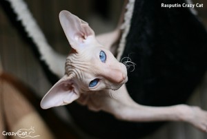IMG_2373_500_Rasputin