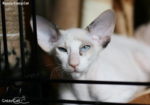 IMG_2404_500_Russia