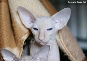 IMG_2425_500_Rasputin