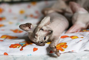 IMG_2656_600_Smorodina