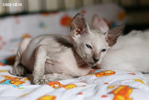IMG_2746_600_Smorodina