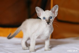 IMG_2820_600_Twinkie