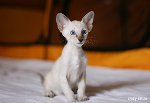 IMG_2851_600_Twinkie