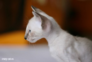 IMG_2871_600_Twinkie
