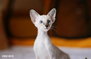 IMG_2879_600_Twinkie