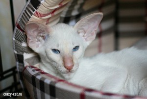 IMG_3246_600_Sirop