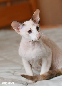 IMG_3503_400_russia