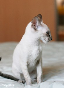 IMG_3583_400_Twinkie