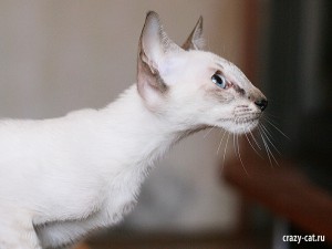 IMG_3599_600_Twinkie