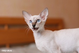 IMG_3629_600_Twinkie