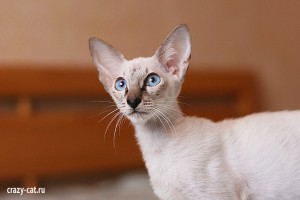 IMG_3631_600_Twinkie