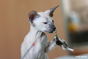 IMG_3744_600_Smorodina