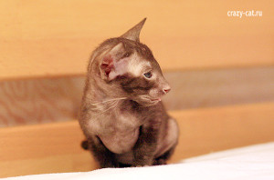 IMG_4040_600_Female2