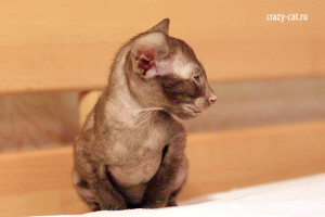 IMG_4045_600_Female2